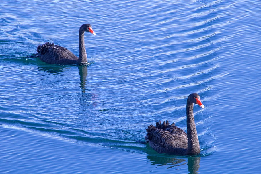 swans, swan, blue, ocean, black swan, water, nature, bird, lake, pond