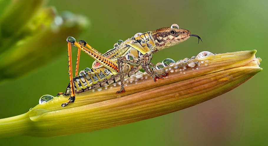 macro, edited, photography, brown, lizard head grasshopper, insect, animal world, nature, animal, small