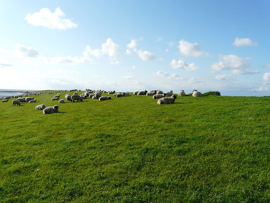 Rhön, Sheep, Flock, Group, Rest, rhön sheep, flock of sheep, concerns, graze, wool