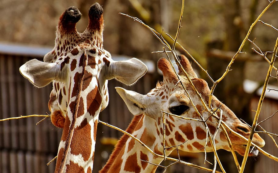 selective, focus photography, two, brown, white, giraffes, giraffe, zoo, animal, animal portrait