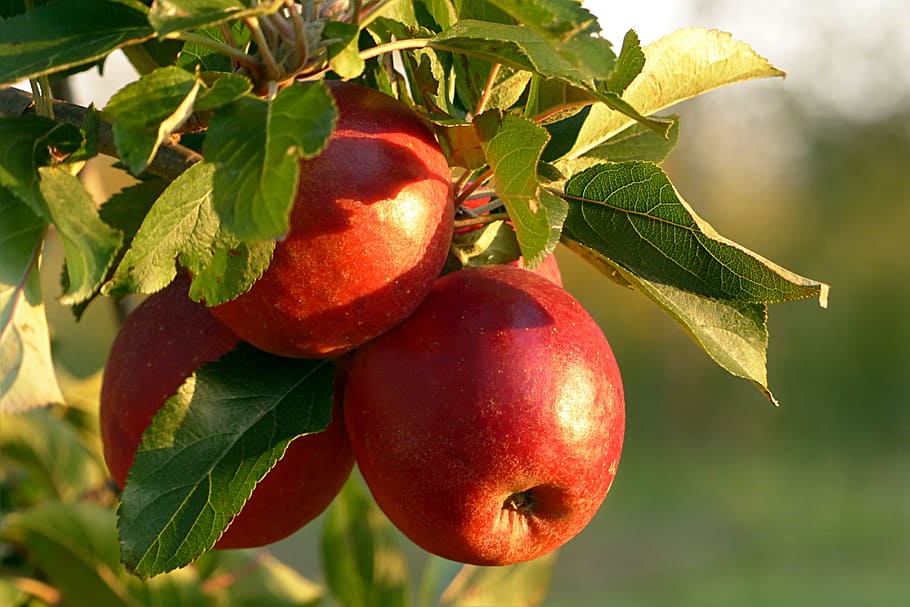 selective, focus photo, red, fruits, fruit, apple, malum, healthy, apple tree, apfelernte