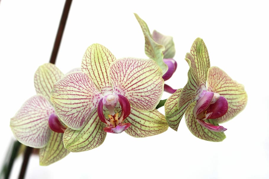 selectivo, fotografía de enfoque, flores de orquídea de polilla verde y púrpura, naturaleza, flora, flor, primer plano, floral, floreciente, brillante