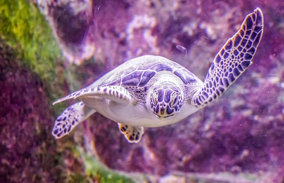 black sea turtle, turtle, swimming, underwater, nature, tropical, water, marine, reptile, wildlife