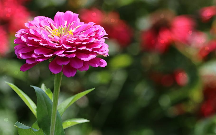 zinnia, garden, color, flower, summer, colorful, nature, bloom, blooming, decorative