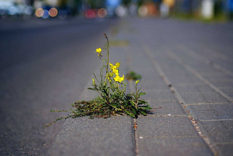mostaza, hierba, planta pionera, flor, amarillo, calle, pavimento, calzada, ciudad, soledad