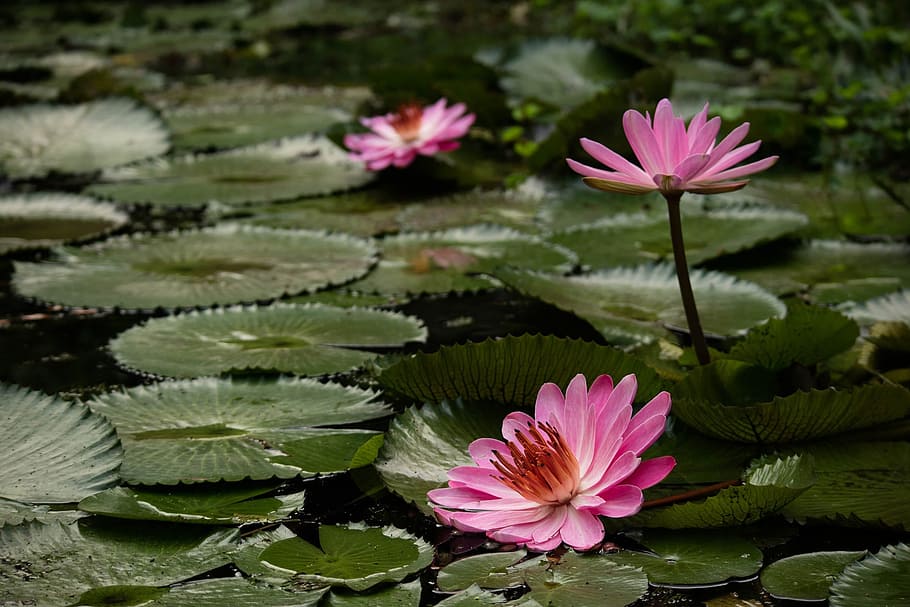 Tanaman, mekar, alam, lily air, kolam, lotus lily air, bunga, danau, warna pink, air