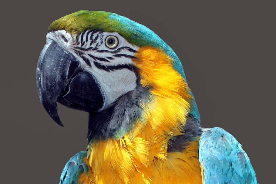 blue, gold macaw, parrot, ara, bird, colorful, plumage, color, animal themes, animal