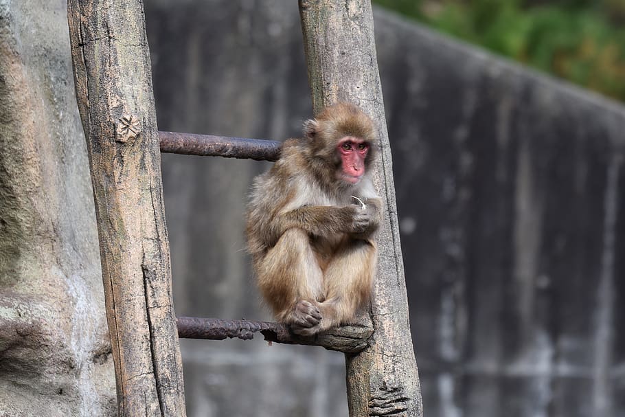 animal, mono, macaco japonés bebé comiendo hojas, niños, palillo de dientes, escalera, saruyama, natural, paisaje, primates