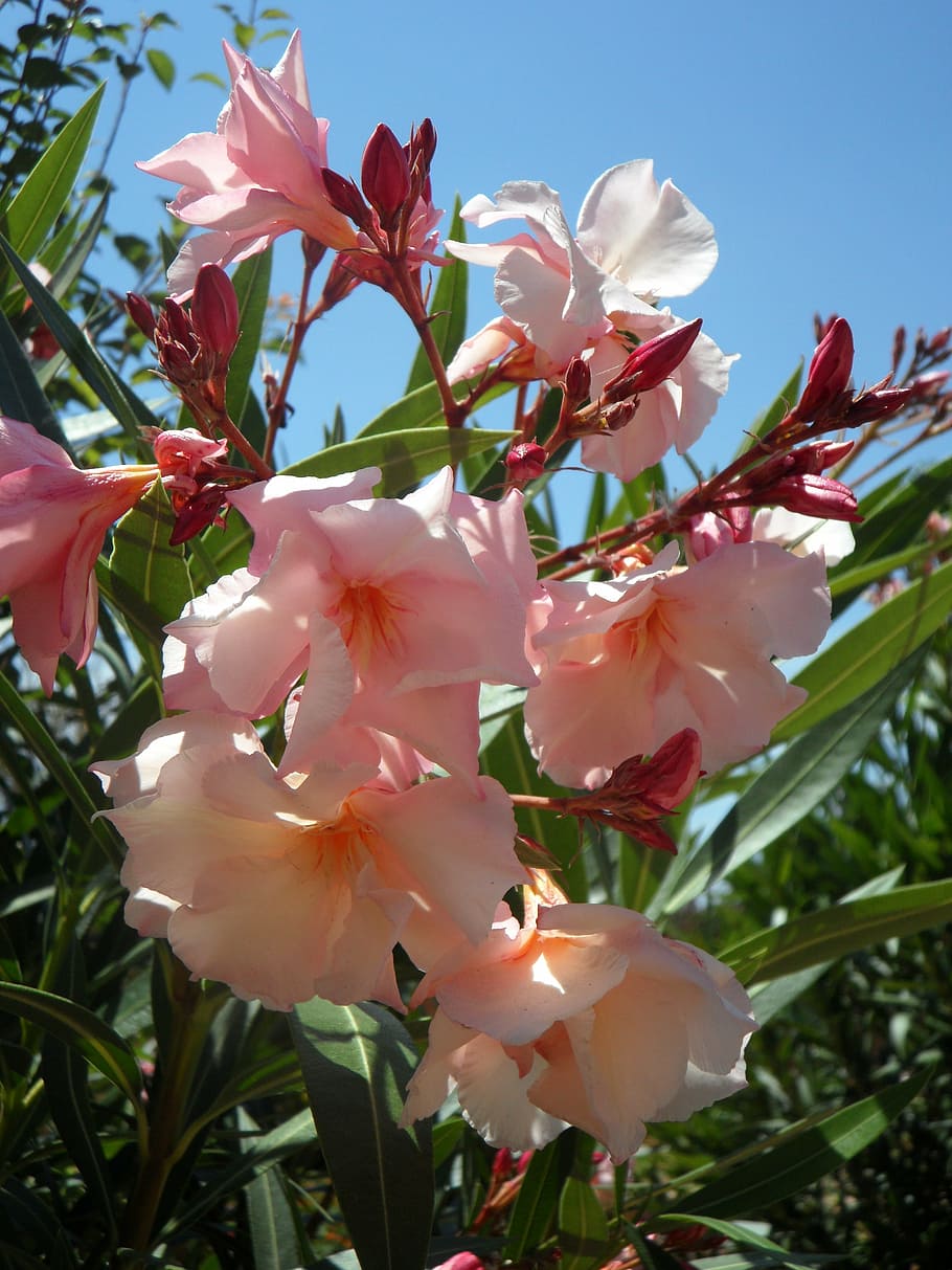 oleander, pink, ornamental shrub, bush, blossom, bloom, flowers, flora, summer, plant