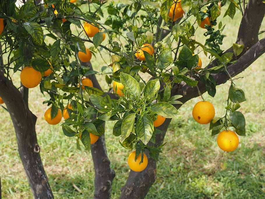 oranges, fruits, orange tree, citrus fruits, tree, leaves, aesthetic, foliage, periwinkle, citrus