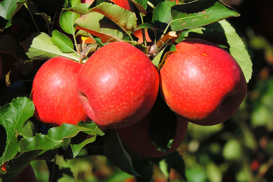 manzana, tirol del sur, fruta, comida, saludable, hoja, alimentación saludable, comida y bebida, frescura, rojo