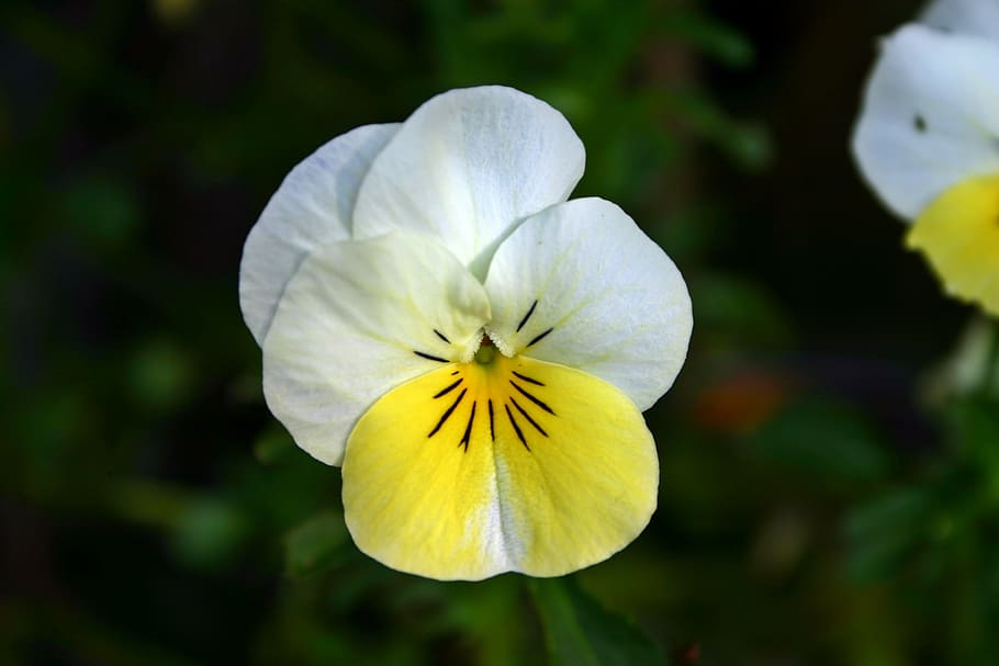 white, yellow, flower, pansy, blossom, bloom, nature, close, spring, garden