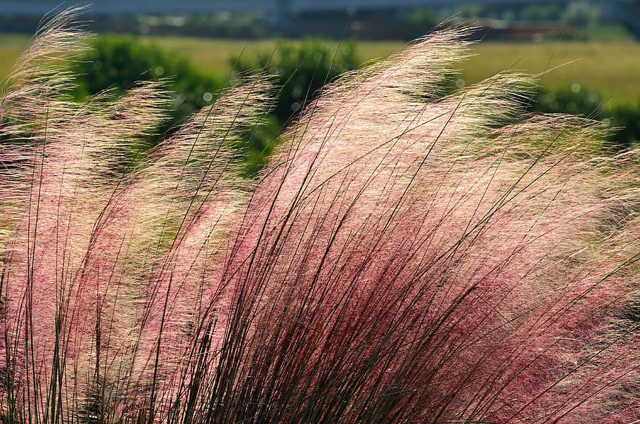 red-and-white fountain grasses, pink muhly grass, ornamental, background, backdrop, ornate, pattern, decoration, texture, bright