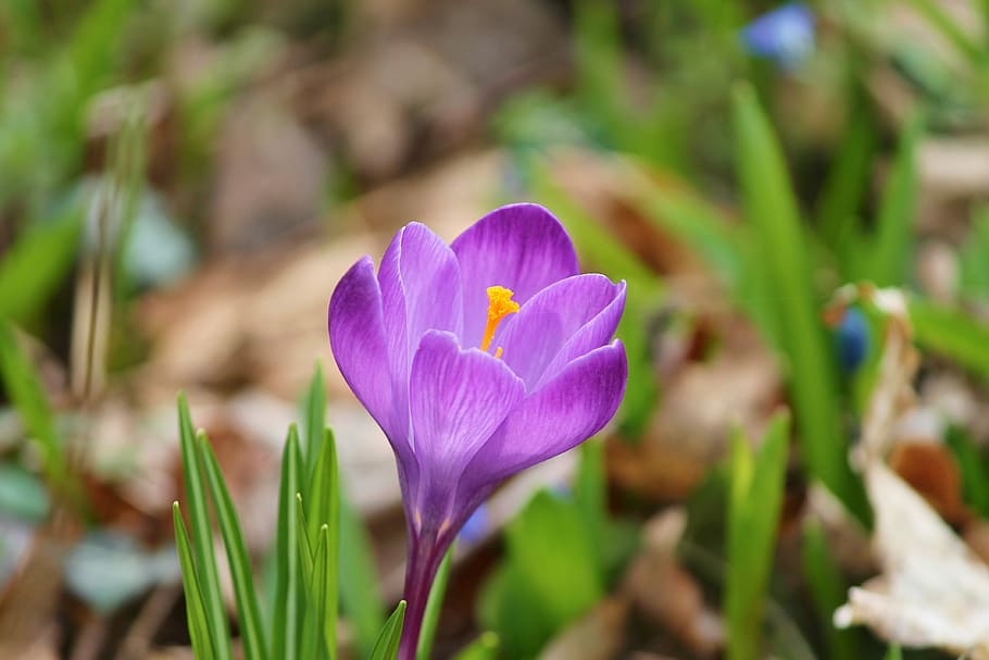 foto de primer plano, púrpura, flor de azafrán, azafrán, primavera, lenz, floración temprana, violeta, amarillo, jardín