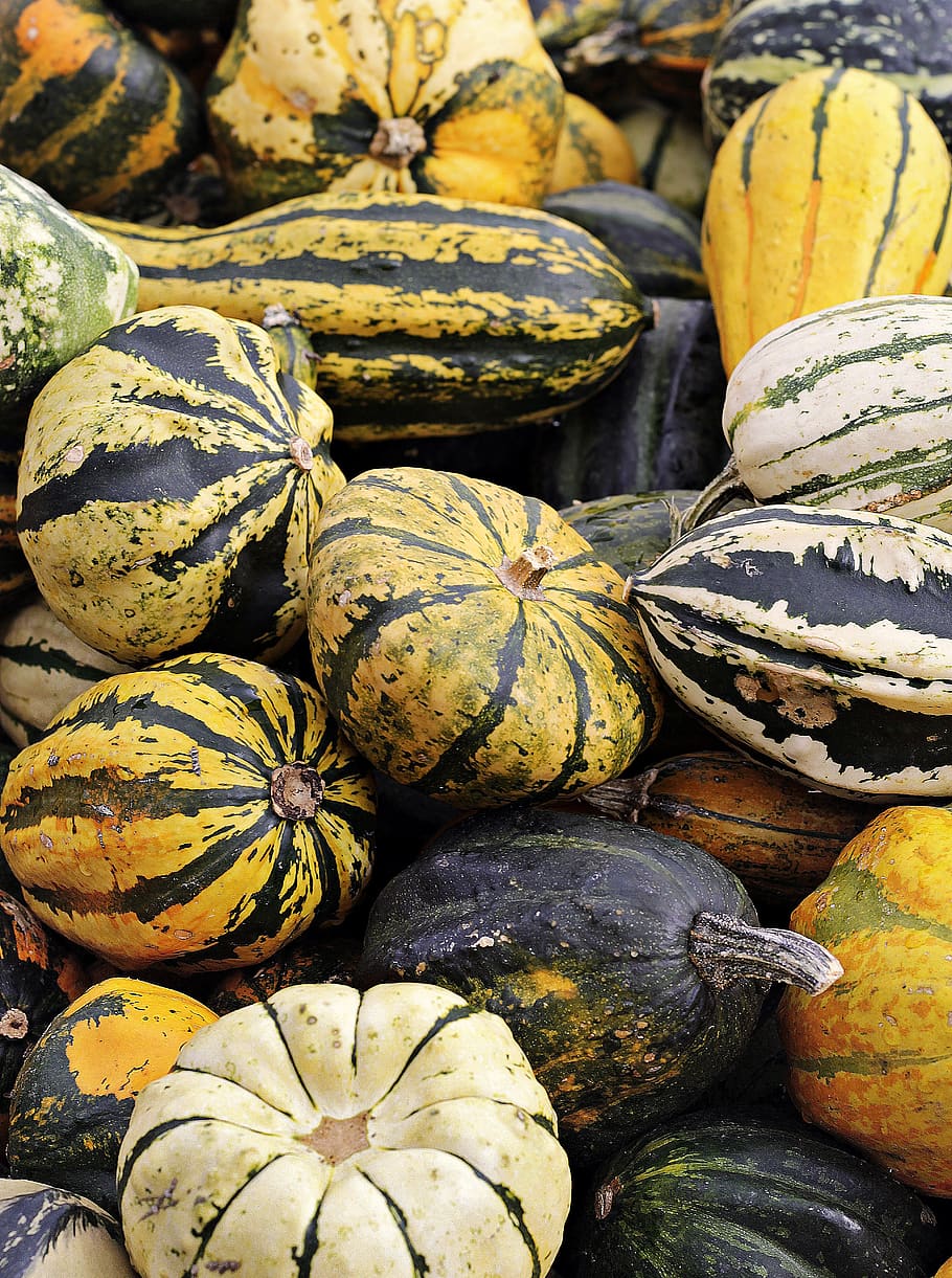 calabaza, otoño, comida, fruta, cosecha, halloween, verduras, elegir, comer, frutas de otoño