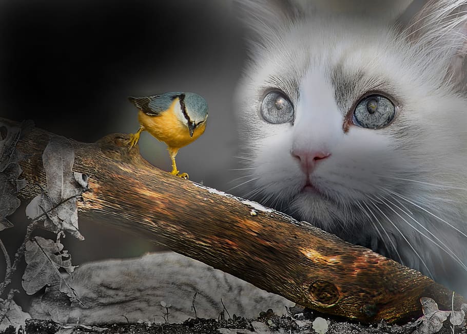 amarillo, gris, pájaro, blanco, fondo de pantalla de gato, gatos, fantasía, animales, árbol, creativo