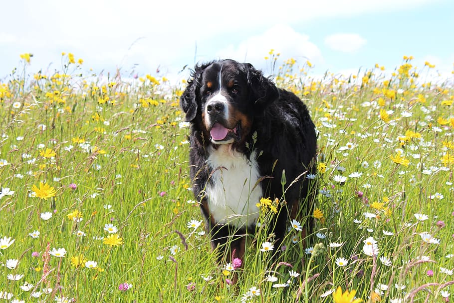 bernese mountain dog, dog, animal, flower meadow, nature, purebred dog, purebred, canine, pets, one animal