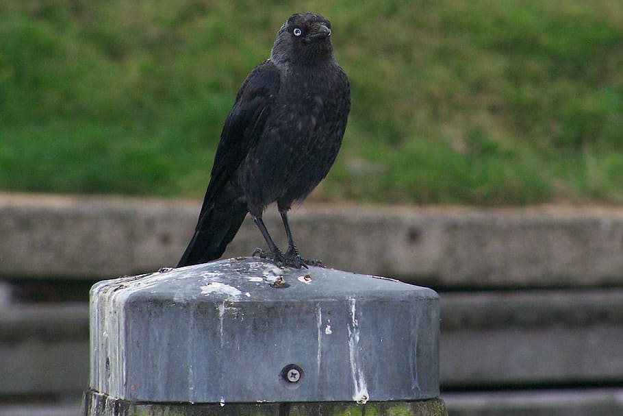 Raven, Black, Carrion Crow, gagak, hitam, burung, hari, di luar ruangan, tidak ada orang, bertengger