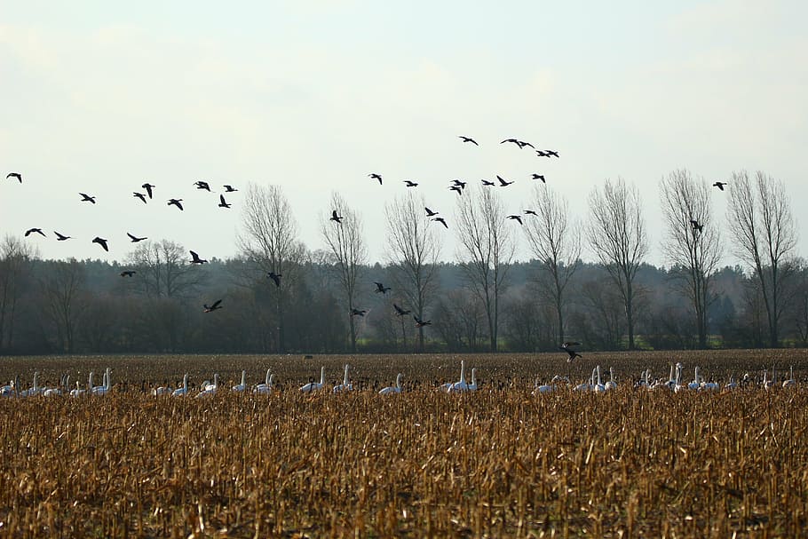 geese, whooper swan, bird, swans, goose, migratory bird, migratory birds, swarm, field, arable