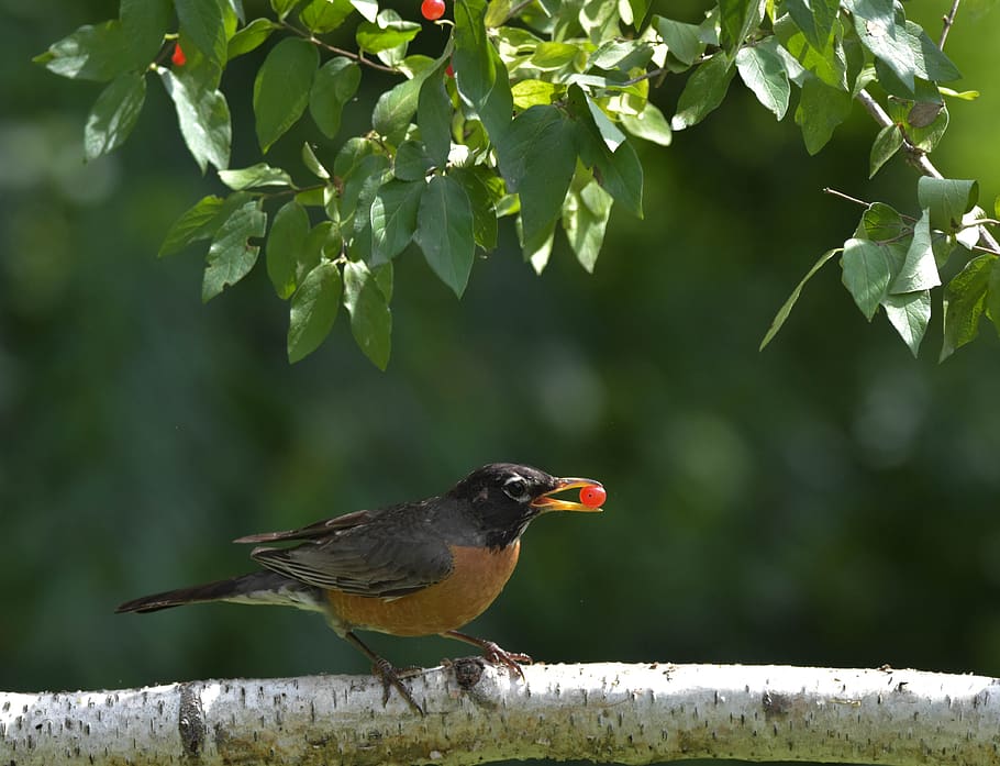Pájaro, petirrojo americano, posado en una rama, comiendo una baya roja, fondo borroso verde medio, animal, Temas de animales, vertebrado, un animal, fauna silvestre