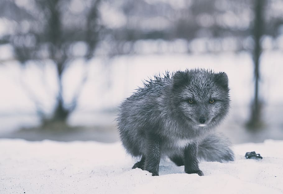 blanco y negro, zorro, mascota, vida silvestre, nieve, invierno, animal, un animal, temperatura fría, temas de animales