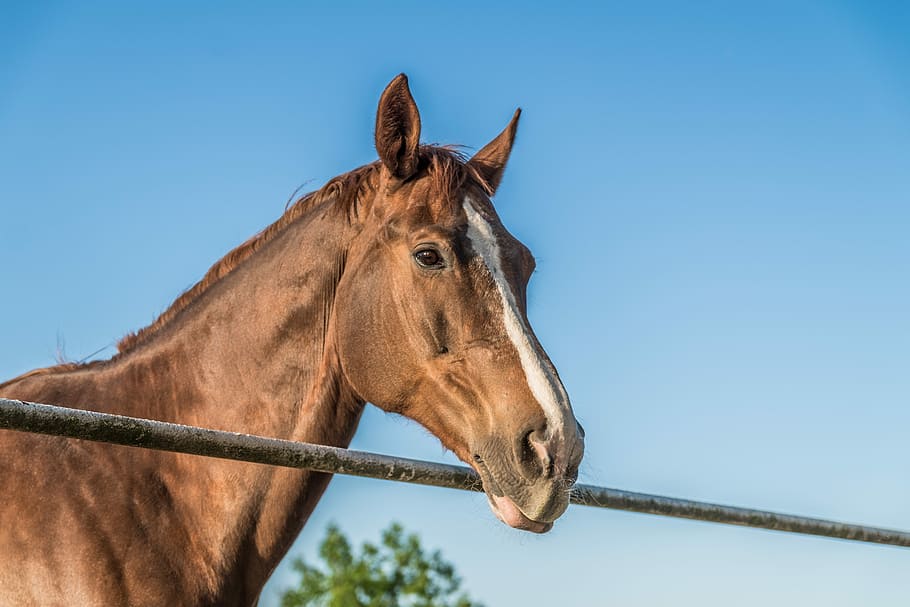 the horse, brown, the head of a horse, stud, horses, farm, animal, pasture land, riding, mare