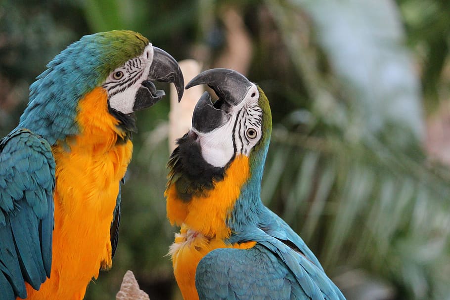 parrot, ara, plumage, birds, yellow breast, bird, animal themes, animal, animal wildlife, macaw
