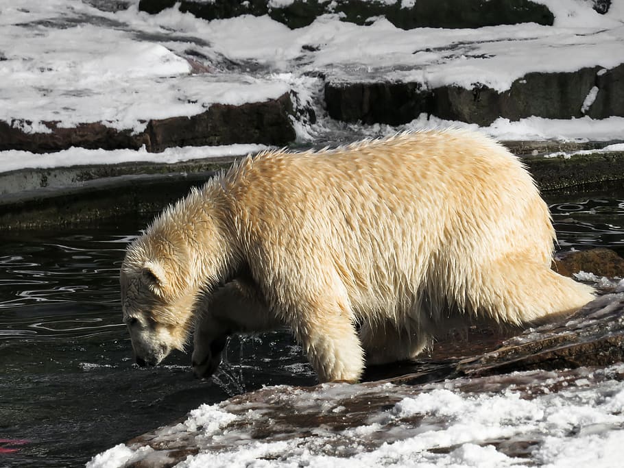 polar bear, tiergarten, nuremberg, young animal, predator, dangerous, winter, play, young, fur