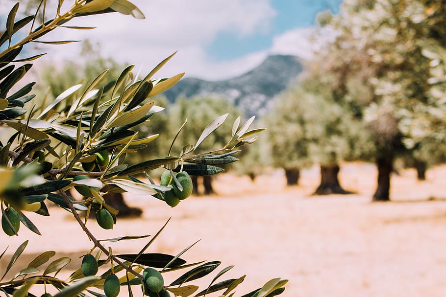 close, green, plant, leaves, day, time, trees, olive, fruit, farm