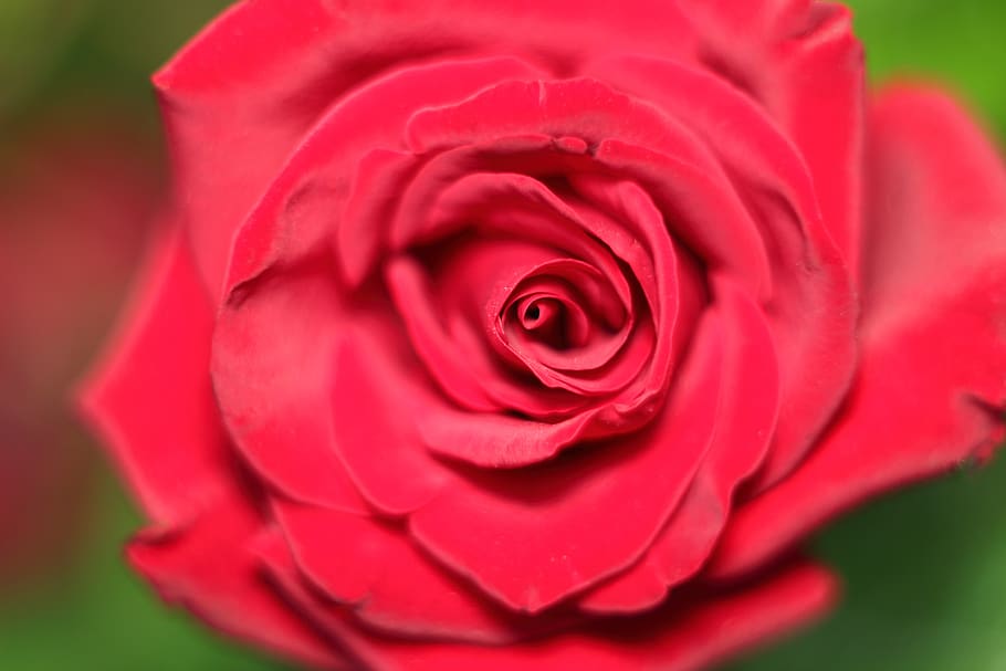rose, flower, petal, love scam, love, flowering plant, plant, red, beauty in nature, freshness