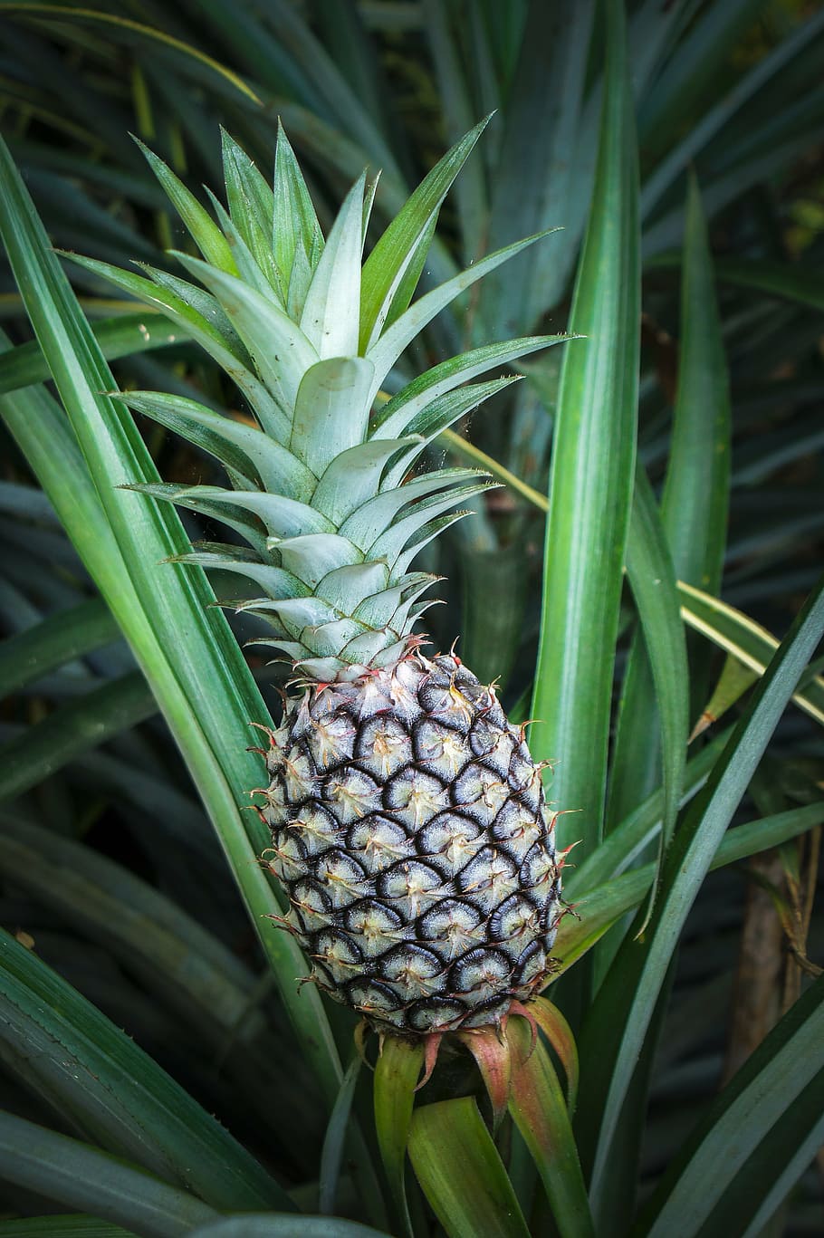 pineapple fruit, plant, daytime, pineapple, tropical, fruit, summer, food, nature, natural