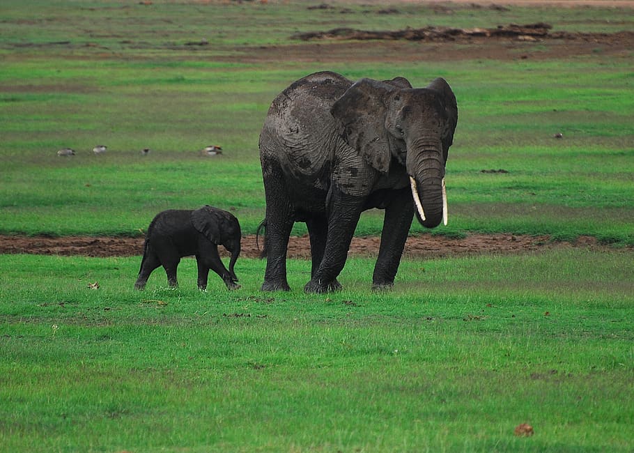 familia, paternidad, elefantes, amboseli, verde, kenia, bebé, salvaje, desierto, ecosistema