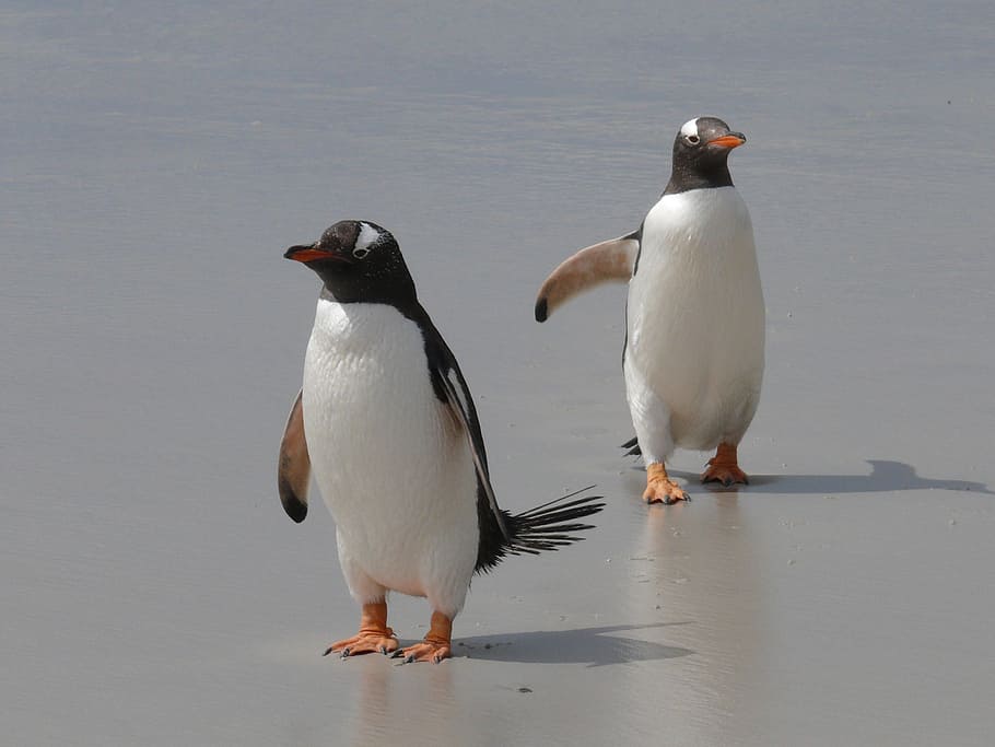 two white penguins, gentoo penguins, penguins, antarctica, birds, waterfowl, southern ocean, penguin family, polar region, bird
