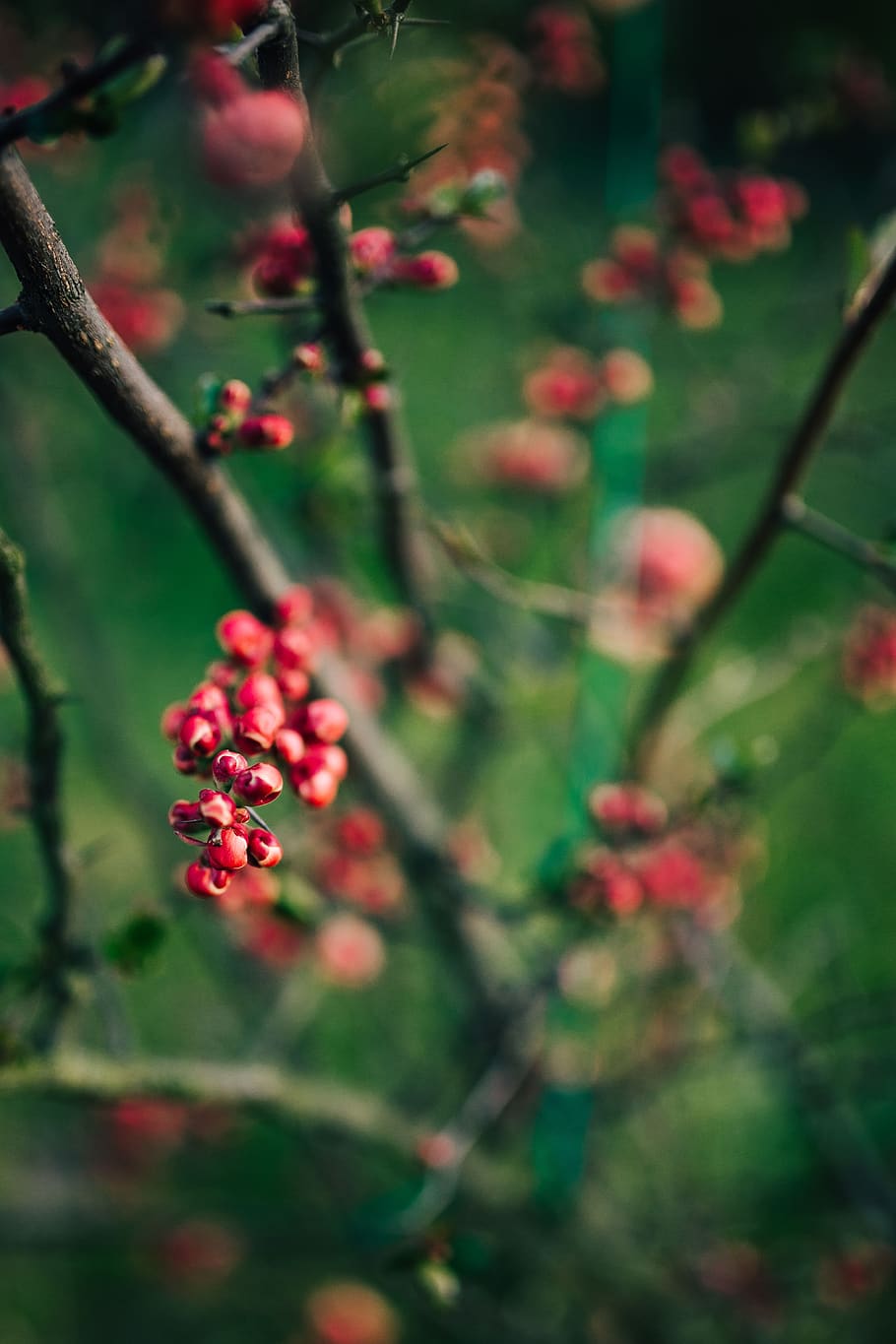 fruit, trees, rowan, branches, mountain ash, Red, growth, healthy eating, plant, food and drink