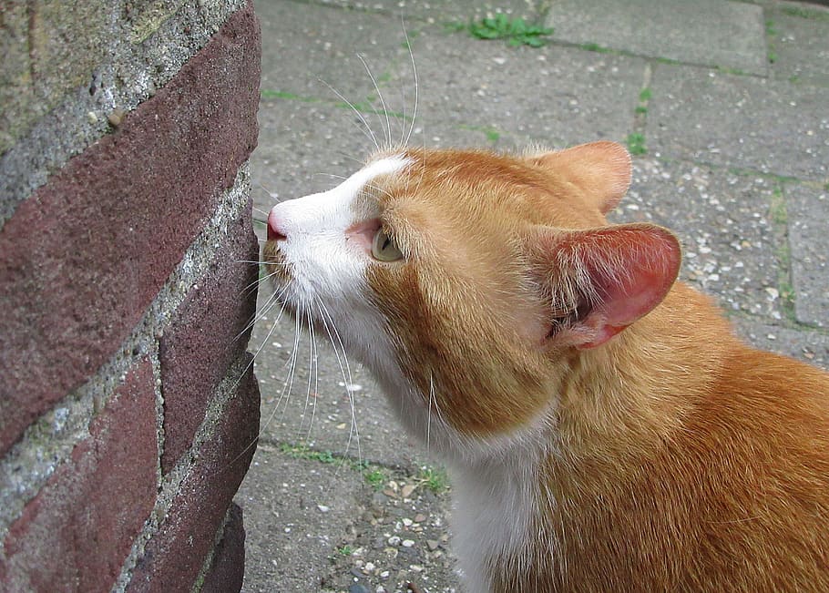gatos, gato callejero, olor, nariz, bigotes, orejas, mascota, calle, esquina, mamífero