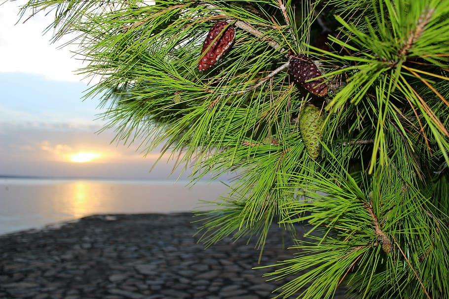 pine, pine-cone, beach, croatia, summer, recreation, green, blue, stony, serenity