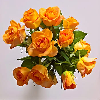 Página 4 | Fotos ramo de rosas amarillas libres de regalías | Pxfuel
