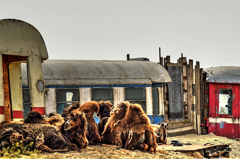 desert, wagons, camels, off track, emmen, animal, animal themes, sky, nature, architecture