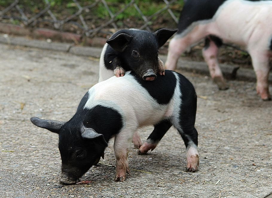 two, white-and-black piglets, daytime, german saddle pigs, piglet, domestic pig, livestock, mammal, pigs, animals
