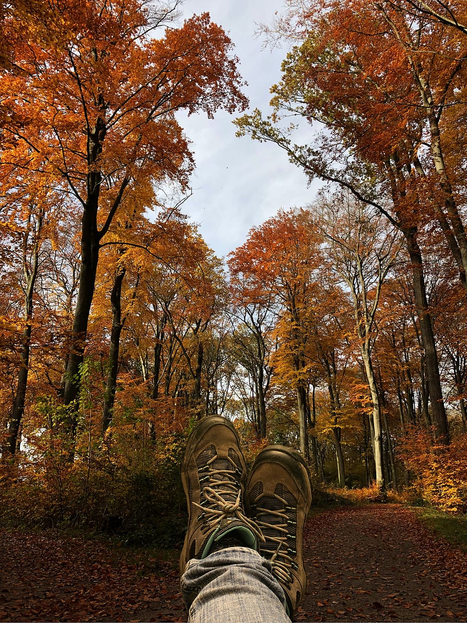 autumn, forest, rest, break, harmony, breathe, satisfaction, leaves, colorful, sit