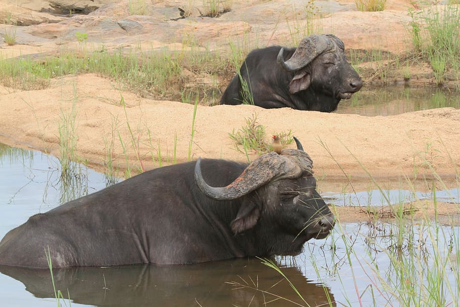 buffalo, bath, animals, pond, africa, savanah, wild, safari, wildlife, nature
