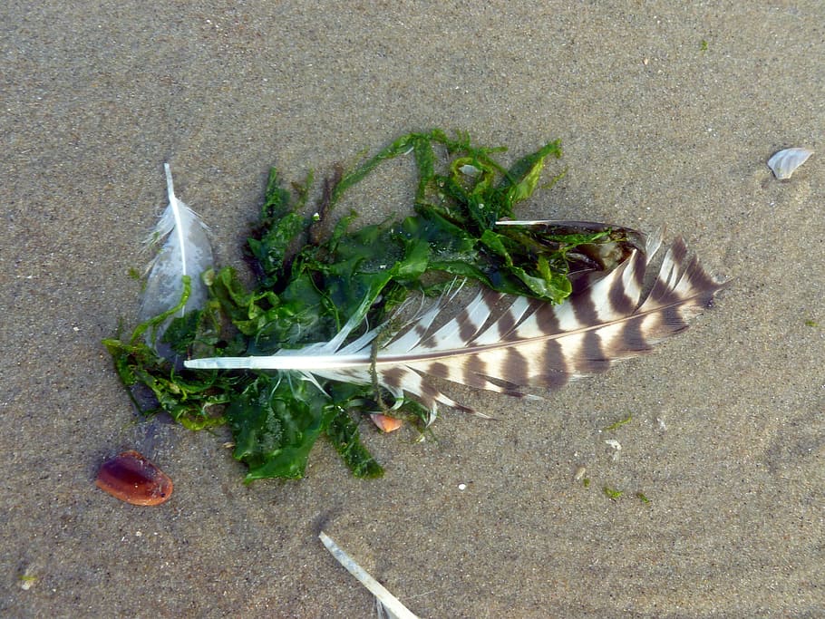 bird feather, seagull feather, seaweed, sand, sand beach, lost, nature, spring, most beach, coast