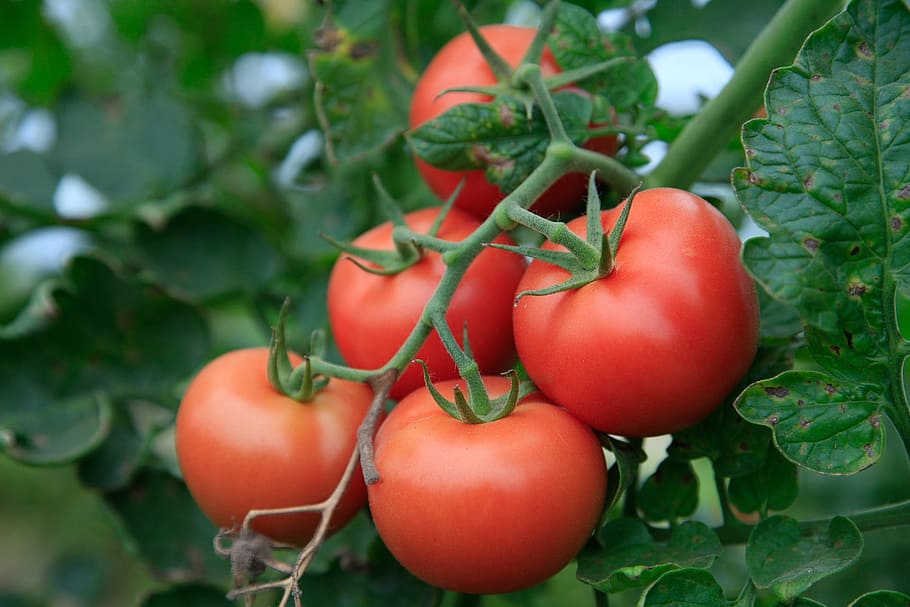 Tomat, Pertanian, Bio, Sayuran, nutrisi, frisch, sehat, makan, panen, makanan