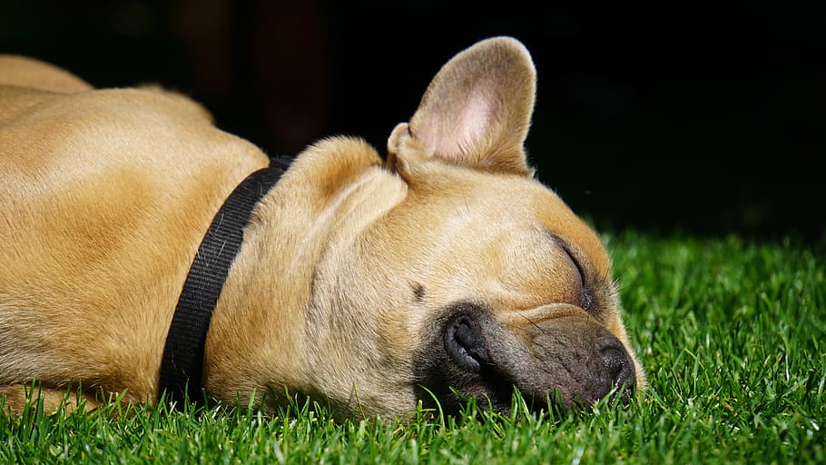 bulldog Perancis, anjing, sedang tidur, santai, di luar, buru-buru, moncong, telinga, kalung, mata