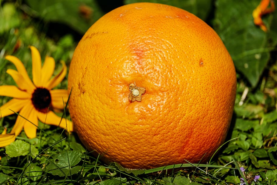 orange, fruit, sunflower, grapefruit, vitamins, tropical fruits, delicious, food, pumpkin, orange color