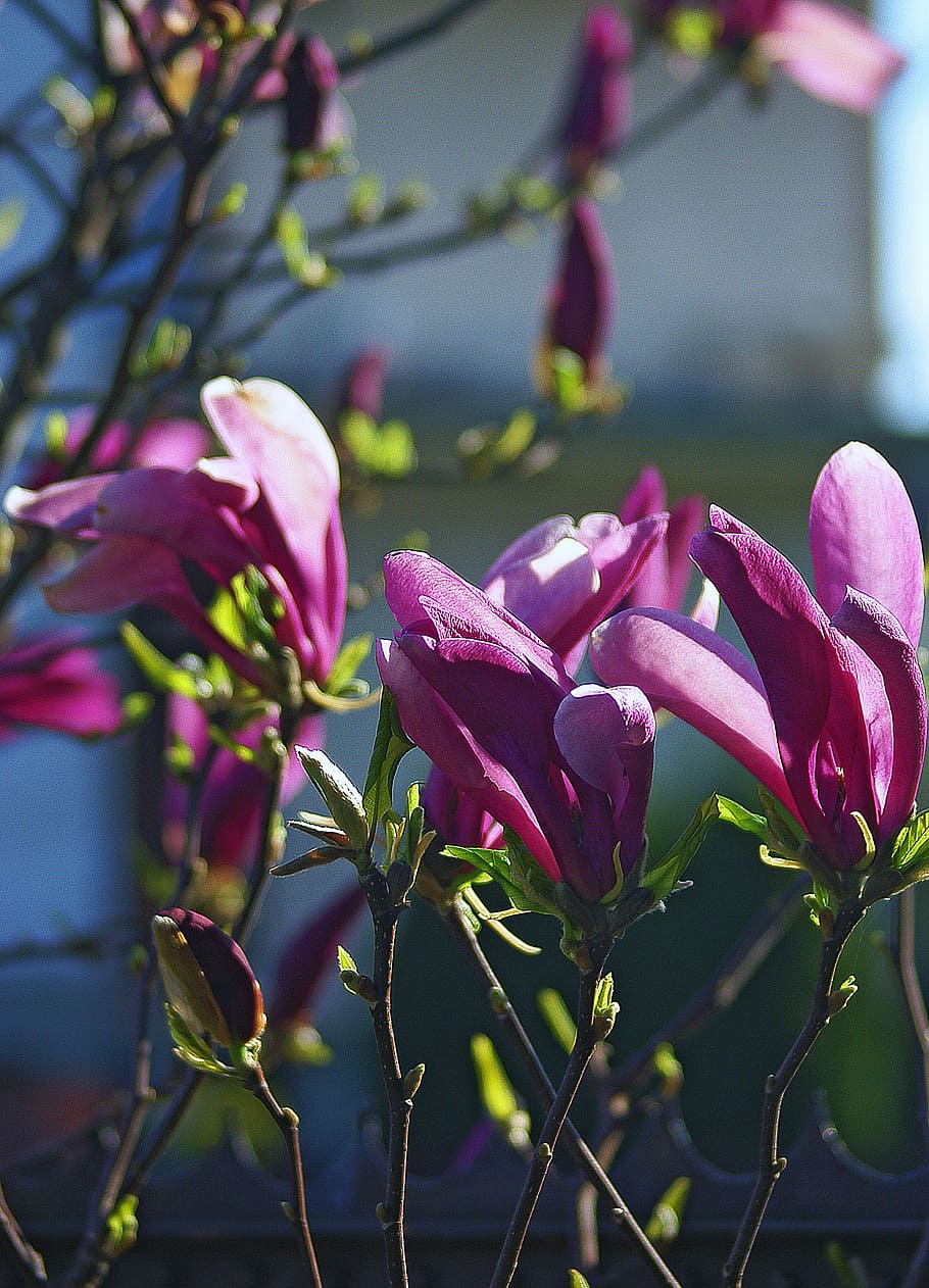Magnolia, Flower, magnolia flower, spring, flourishing, violet, pink, petals, leaflet, twigs