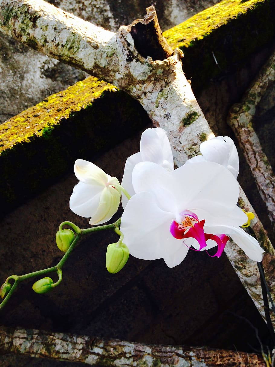 orquídea, naturaleza, orquídea silvestre, flor blanca, flor, planta, planta  floreciendo, fragilidad, crecimiento, vulnerabilidad | Pxfuel