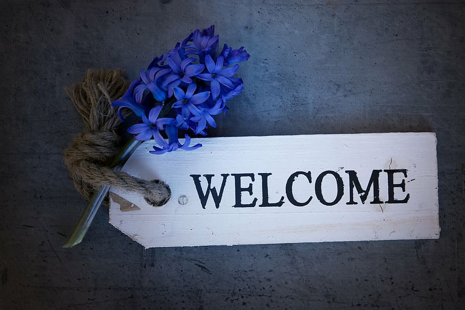 blanco, bienvenido, decoración de señalización, jacinto, flor, azul, flor azul, flor de primavera, flores, flores azules