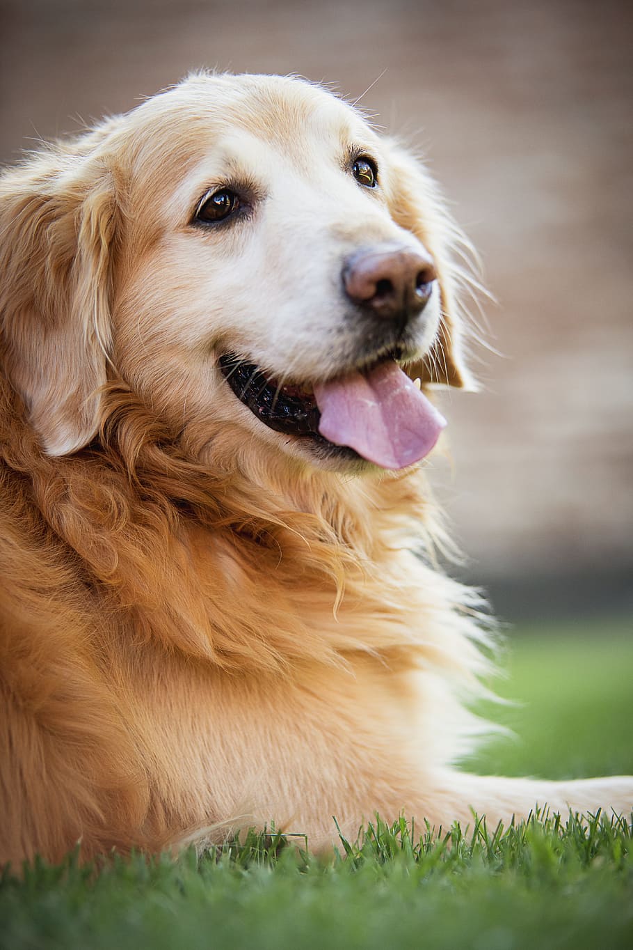 adult, golden, retriever, lying, grass, day, golden retiver, dog, happy dog, dog playing