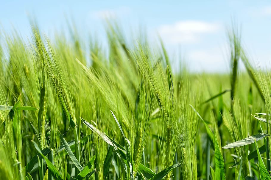 primer plano, fotografía, verde, trigo, cebada, cereal, grano, saludable, alimentos, agricultura